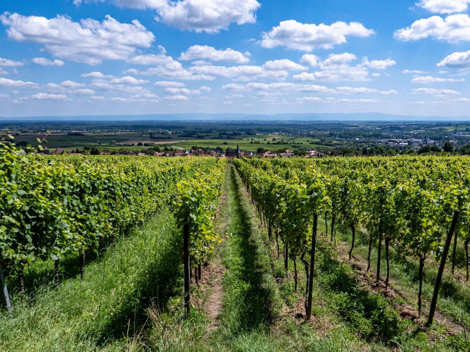 Weinberg am Sonnenberg